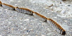 Chenilles urticantes sur Regnéville